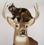 kitten meets fawn! profile picture