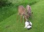 kitten meets fawn! profile picture