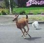 kitten meets fawn! profile picture