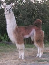 llamafacemayer