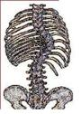 Scoliosis Association profile picture