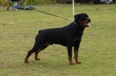 High Desert Rottweilers profile picture