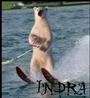 INDRA profile picture