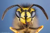 Wasp profile picture