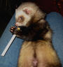 Woozle the Ferret profile picture