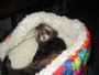 Woozle the Ferret profile picture