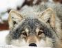Gray Wolf profile picture