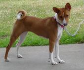 bellabasenji