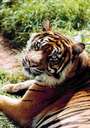 Tiggrrrr!! Rocking for the Sumatran Tigers profile picture