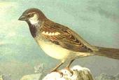 Sparrows profile picture