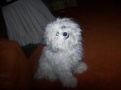 snickers the lhasa poo!! profile picture