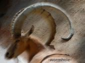 Wormhole profile picture