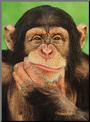 Kinky Chimps profile picture