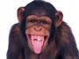 Kinky Chimps profile picture