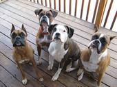 Our Boxer Family !! profile picture