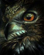 The Owl Head Coalition profile picture