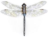 DRAGONFLY profile picture