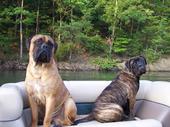 Bullmastiff profile picture