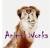 Animal Wonka profile picture