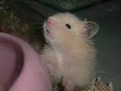 hammy_hamster