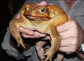 two pound toad profile picture