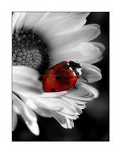 ~Beautiful Ladybug~ profile picture