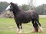 Black Pearl Gypsy Farm profile picture