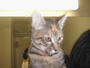 Cat Benatar!! apt 334 profile picture