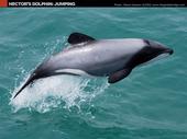 The Hector and Mauis Dolphins profile picture