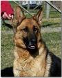 VON DER SAUK GERMAN SHEPHERDS profile picture