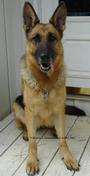 VON DER SAUK GERMAN SHEPHERDS profile picture