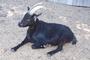 Gratified Goat profile picture