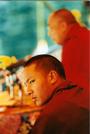 save tibet profile picture