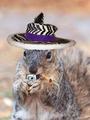 pimp squirrel profile picture