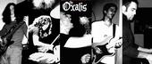 The Oxalis - in fase creativa profile picture