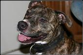 Save The Pit Bullsâ„¢, savepitbulls.8m.com profile picture