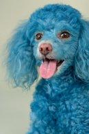 Cotton the Blue Toy Poodle profile picture