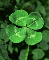 4 LEAF CLOVER profile picture