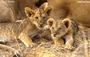 African Wildlife Foundation profile picture