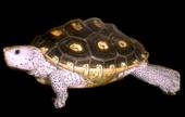 Terrapin profile picture