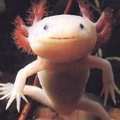 axolotl profile picture