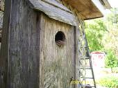 Bird House Frog profile picture