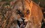 African Wildlife Foundation profile picture