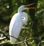 OFFICIAL EVERGLADES AWARENESS BENEFIT - PHOTO PAGE profile picture