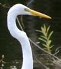 OFFICIAL EVERGLADES AWARENESS BENEFIT - PHOTO PAGE profile picture