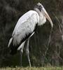 OFFICIAL EVERGLADES AWARENESS BENEFIT - PHOTO PAGE profile picture