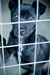 Dont Breed or Buy While Shelter Dogs Die! profile picture