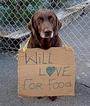 Dont Breed or Buy While Shelter Dogs Die! profile picture