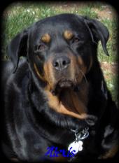 International Rottweiler Club profile picture