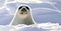 Protect Seals! profile picture